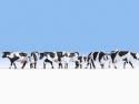 Noch 15725 Cows